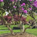 Rhododendron Roseum Elegans - 5