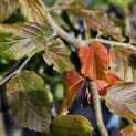 Parrotia persica - 2