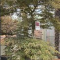 Acer palmatum 'Garnet' - Foto 2