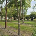 Gymnocladus dioica - Foto 2
