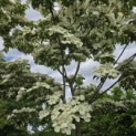 Cornus nuttallii (Venus) - 3