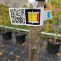 Prunus dulcis - Foto 1