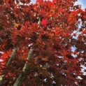 Acer palmatum 'Bloodgood' - 1
