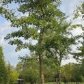 Ginkgo biloba - 1