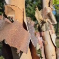 Betula nigra - 1