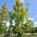 Acer platanoides 'Princeton Gold' - Foto 5