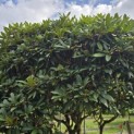Rhododendron jacksonii - 1