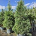 Pinus wallichiana - Foto 3