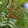 Sorbus 'Dodong' - Foto 5