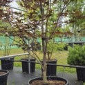 Acer palmatum 'Red Emperor' - Foto 2