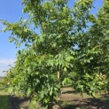 Juglans regia 'Bella Maria'' - juni 2026