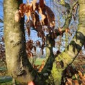 Fagus sylvatica - 6