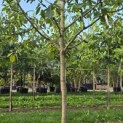 Juglans regia 'Cyril' - Foto 1