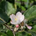 Malus domestica 'Rode Boskoop' - impressie nabloei bloesem augustus