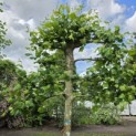 Platanus hispanica - 1