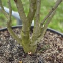 Stewartia Rostrata - 5