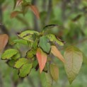 Stewartia Rostrata - 6