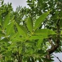Phellodendron amurense
