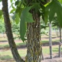 Liquidambar styraciflua - 2