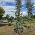 Cedrus libani 'Glauca' - Foto 4