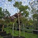 Rhus typhina - 3