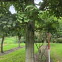 Tilia Tomentosa - Foto 2