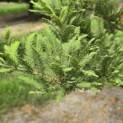 Taxodium distichum 'Peve Minaret' - Foto 1