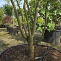 Acer palmatum Masu-kagami - 2