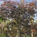 Acer palmatum 'Garnet' - 1