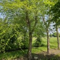 betula nigra - 1