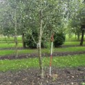 Pyrus communis (handpeer) - Foto 2
