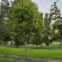 Platanus x hispanica 'Alphen's Globe' - 2