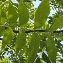 Carya illinoinensis - 2