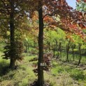 Fagus sylvatica 'Atropunicea' - 2