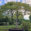 Acer palmatum 'Dissectum' - Foto 4
