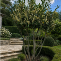 Prunus laurocerasus 'Caucasica' - Foto 1