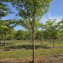 Amelanchier lamarckii - 3