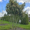 Prunus laurocerasus 'Caucasica' - Foto 1