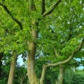Carpinus betulus - Foto 5