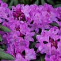 Rhododendron Roseum Elegans - 1