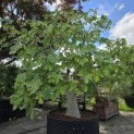 Ficus carica 'Brown Turkey' - 2