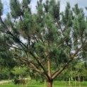 Pinus sylvestris - Afbeelding 4