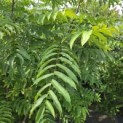 Pterocarya Fraxinifolia - 1