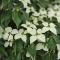 Cornus kousa Chinensis - 1 juni 2026