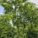 Gleditsia triacanthos ‘Inermis' - 2