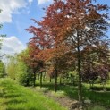 Fagus sylvastica 'Atropunicea' - Foto 1