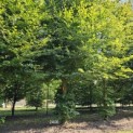 Fagus sylvatica - 2