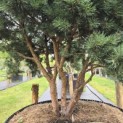 Pinus sylvestris 'Watereri' - 3