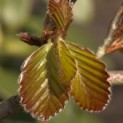 #1048 Fagus sylvatica 'Riversii' Geadelte Rotbuche