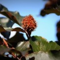 #1048 Fagus sylvatica 'Riversii' Geadelte Rotbuche